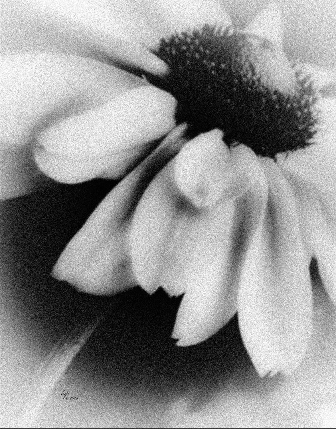 Grey Mist