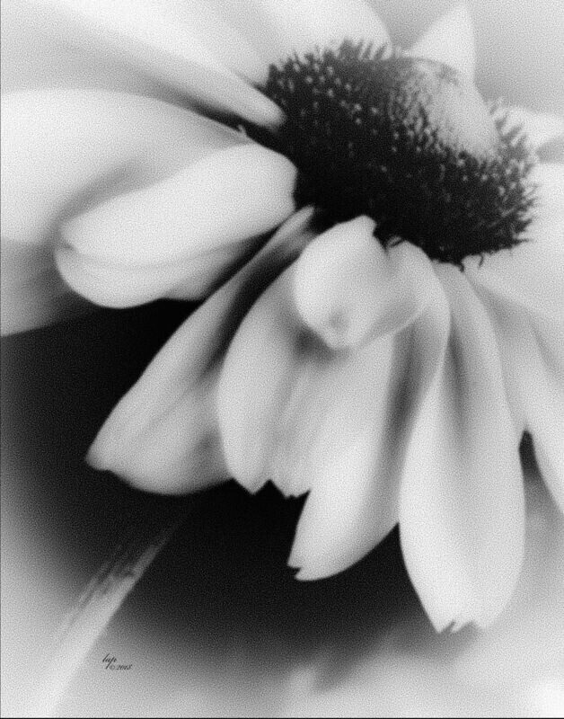 Grey Mist