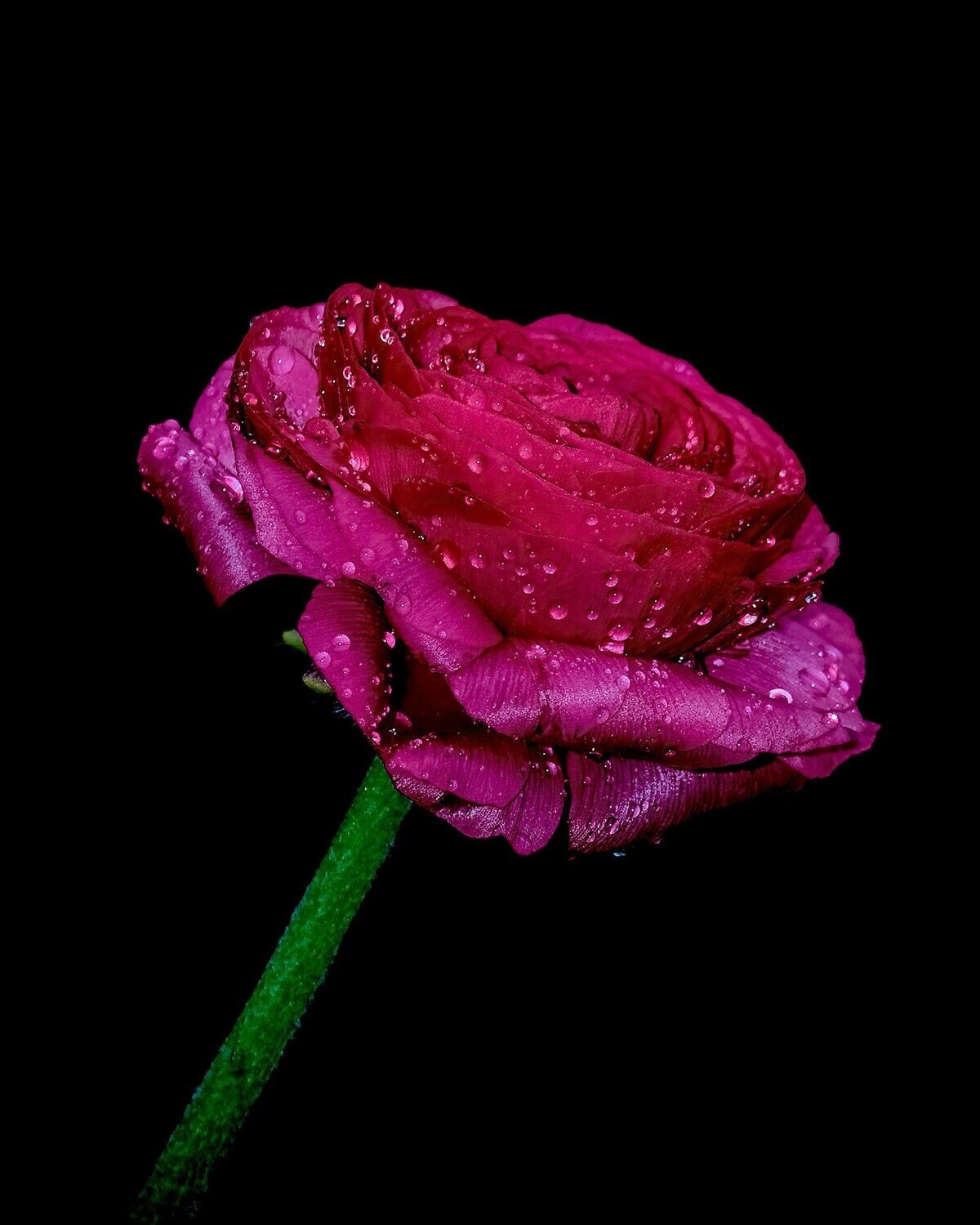 Is a Rose