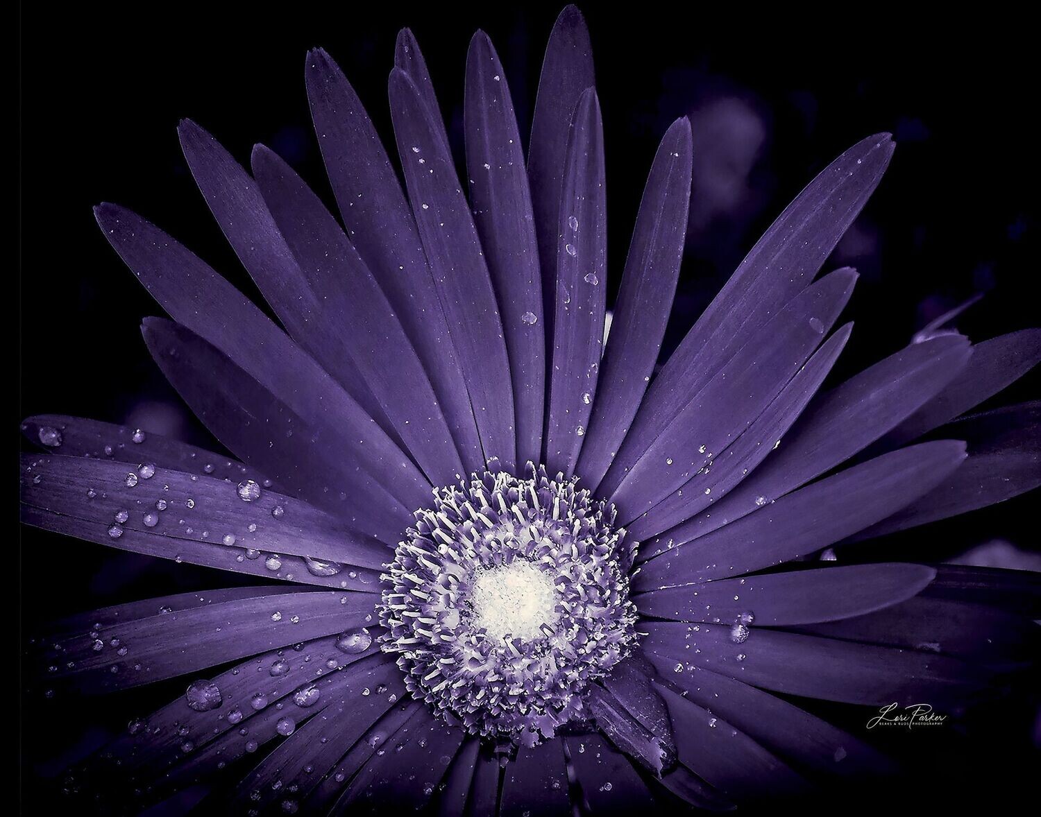 Purple Haze