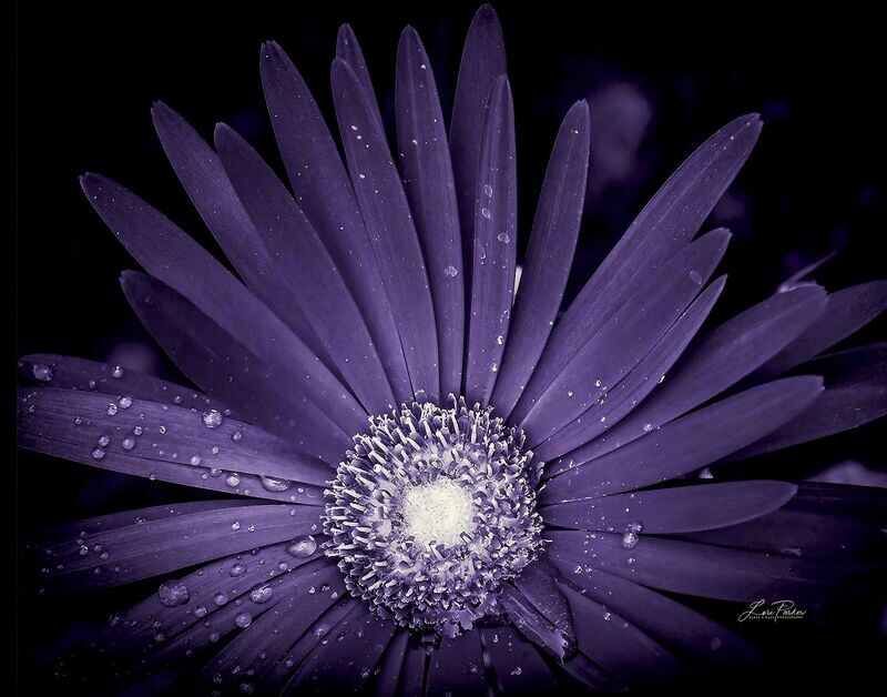 Purple Haze
