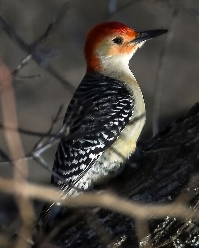 Red-Bellied Woodpecker