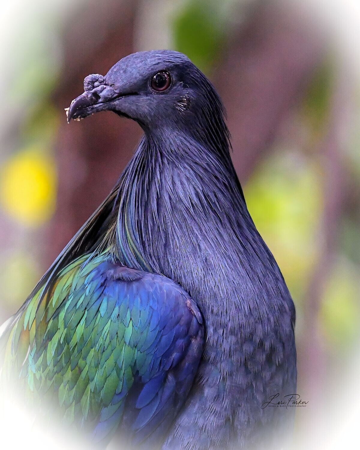 Nicobar Pigeon