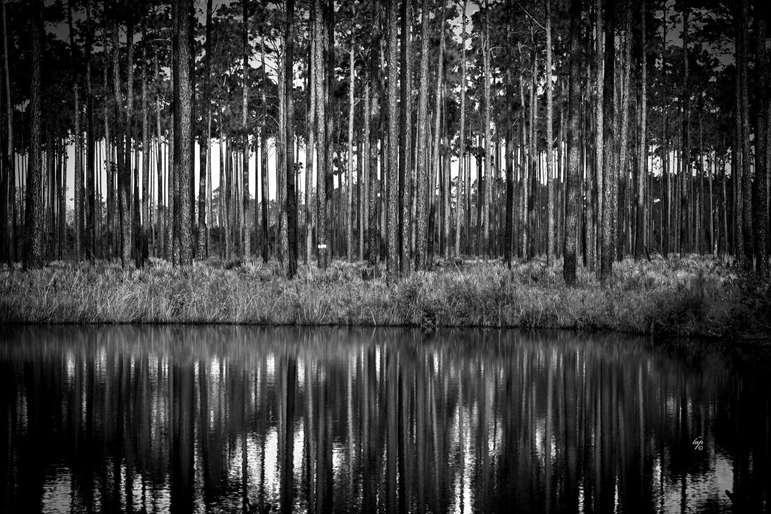 Okefenokee Swamp