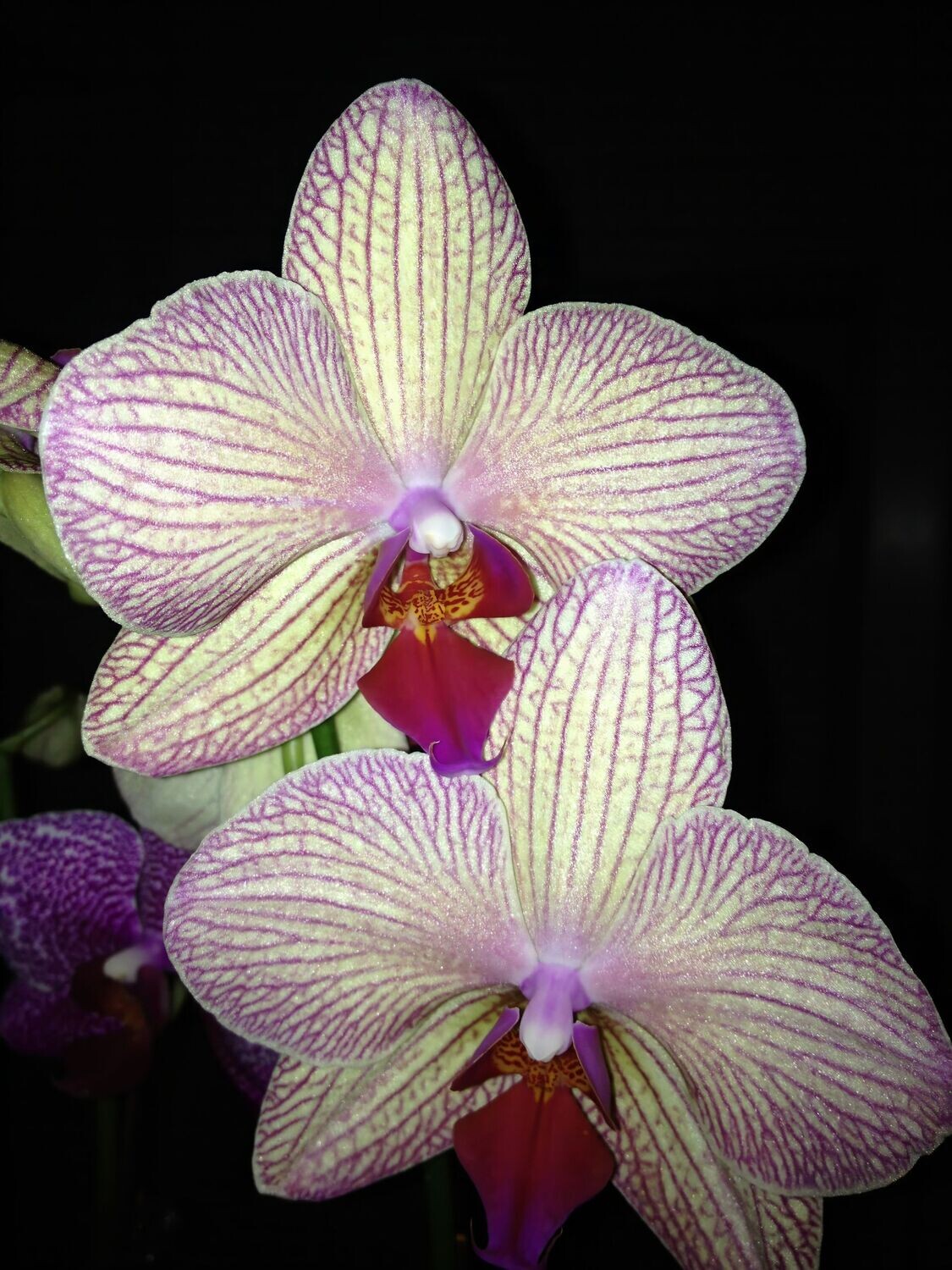 Phalaenopsis
