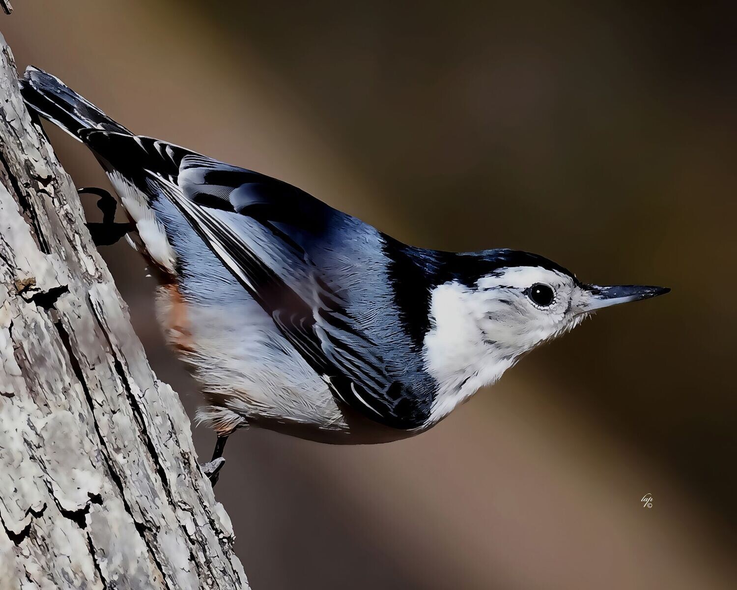 Nuthatch