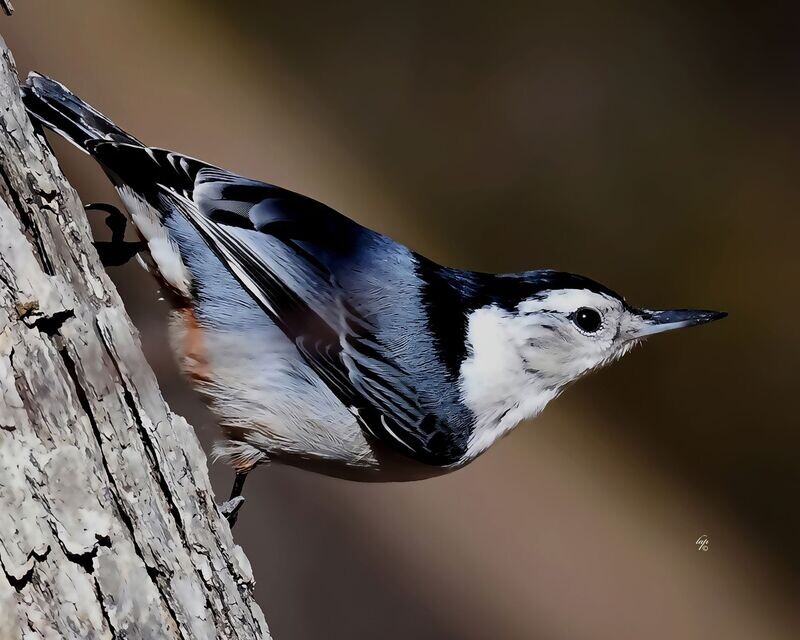 Nuthatch