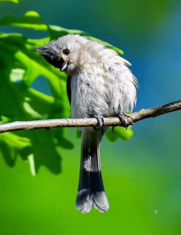 Titmouse