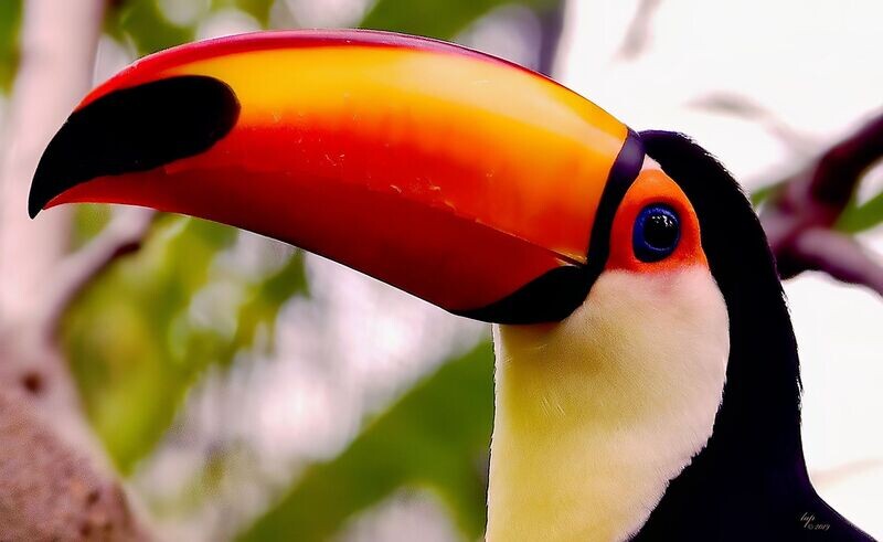 Toco Toucan