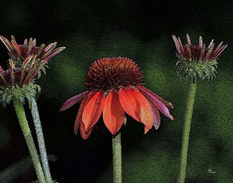 Trio