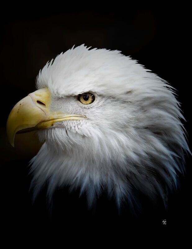 Eagle III