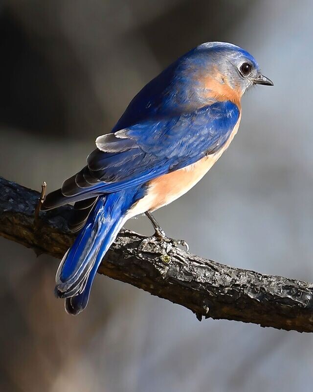 Blue Bird