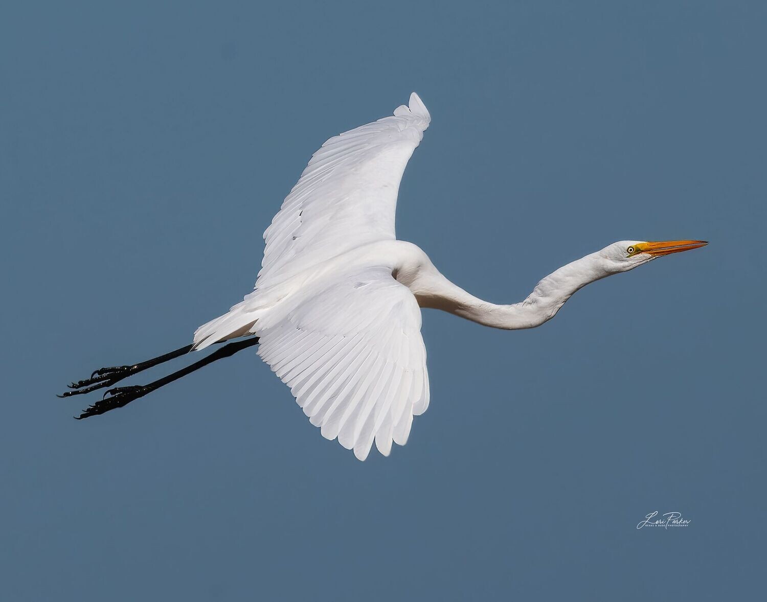 Great Egret in Flight