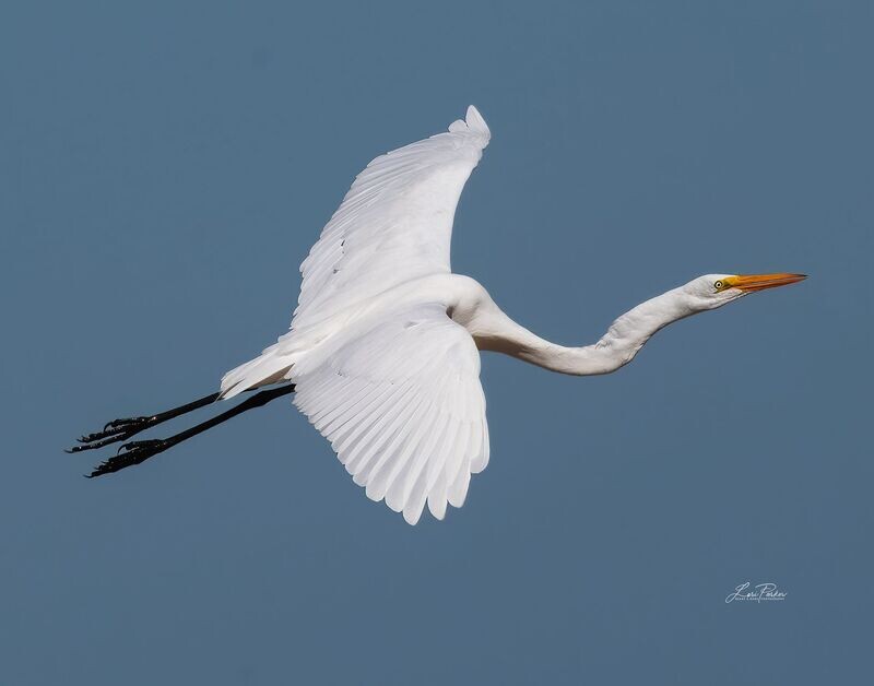 Great Egret in Flight