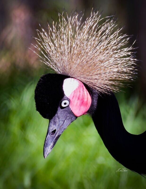 Black Crowned Crane