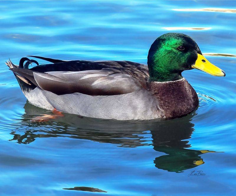 Mallard 1