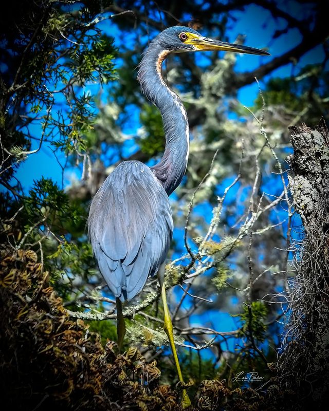 Great Blue Heron