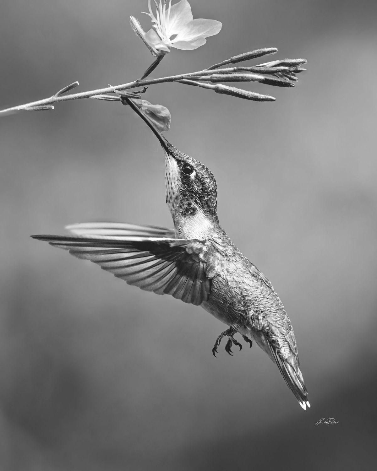 Evie BW