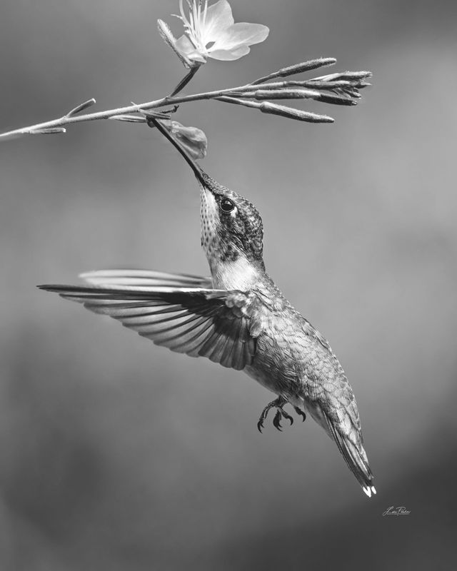 Evie BW