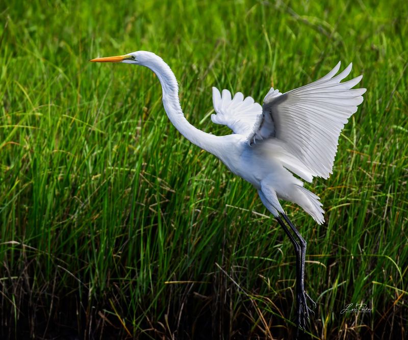 Great Egret in Grass
