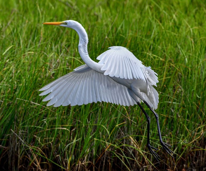 Great Egret Launch