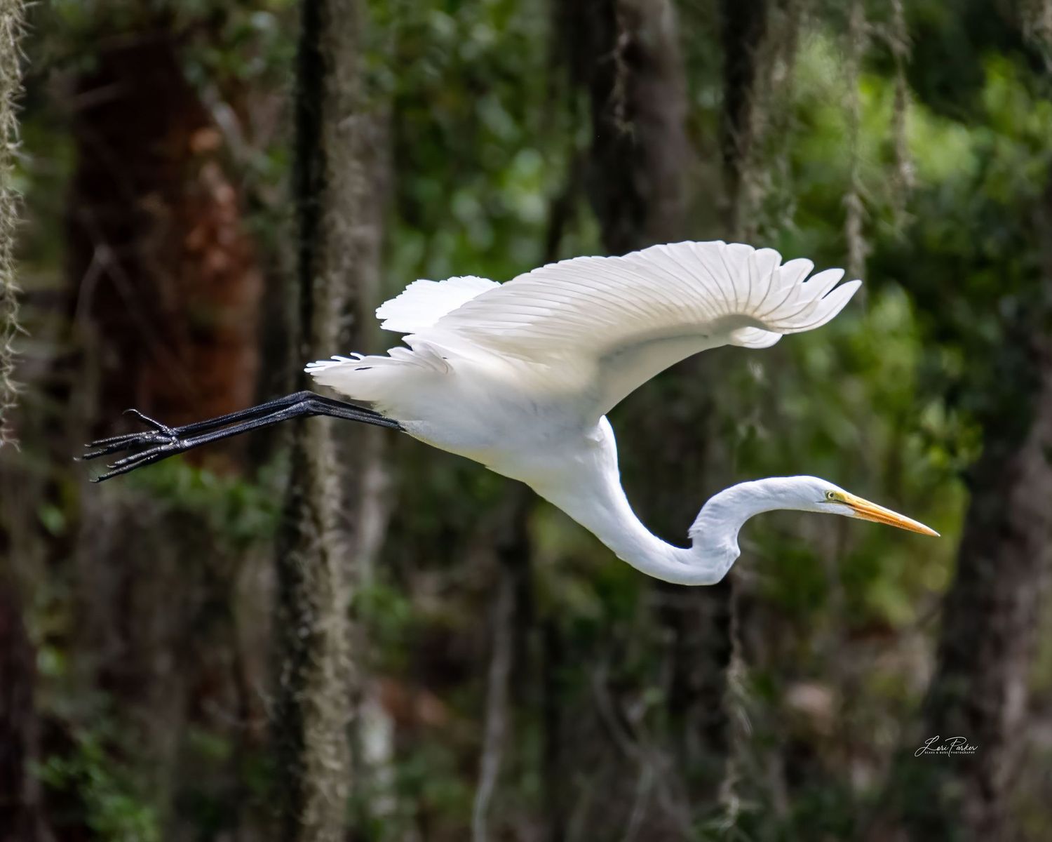 Great Egret Taking Off
