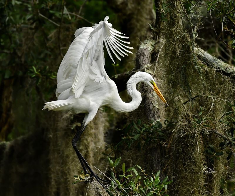 Great Egret Fluff