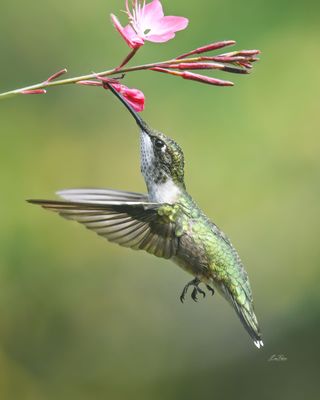 Hummingbirds