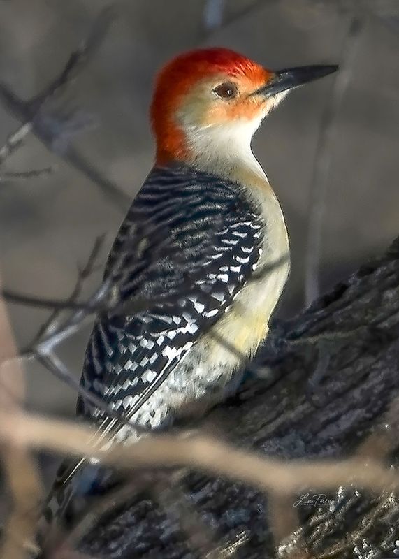 Red-Bellied Woodpecker