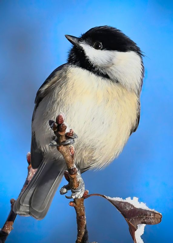 Chickadee