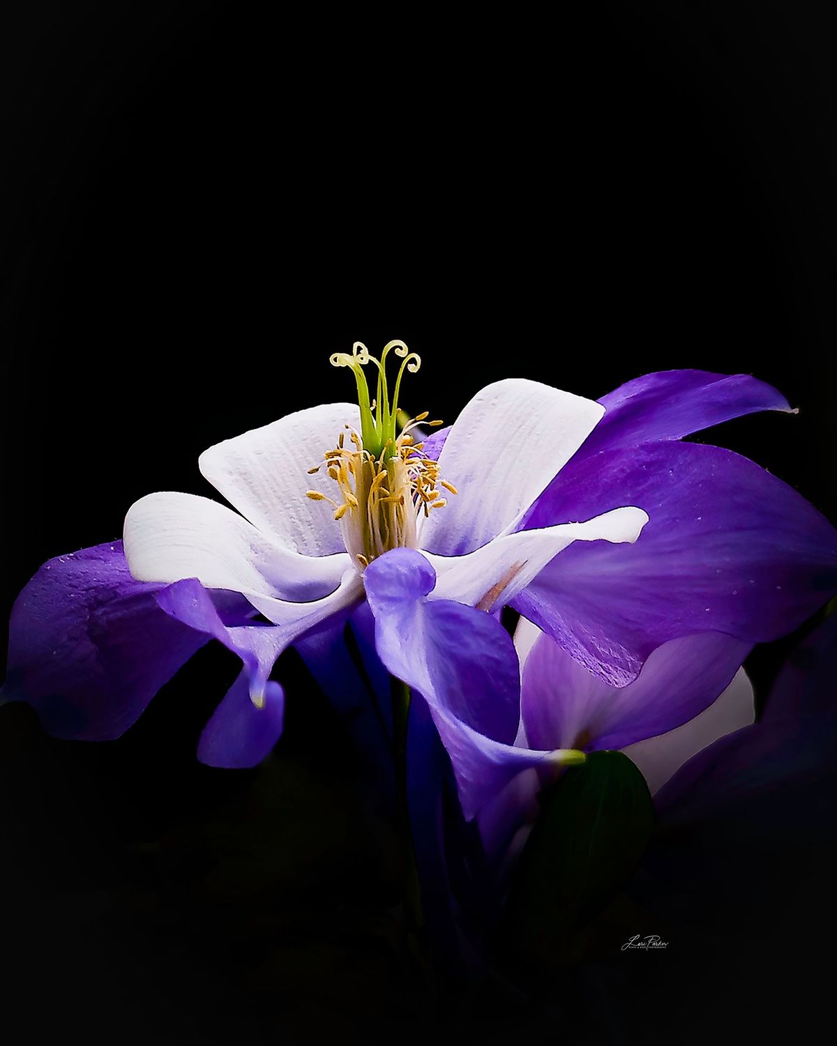 Columbine