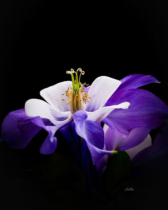 Columbine