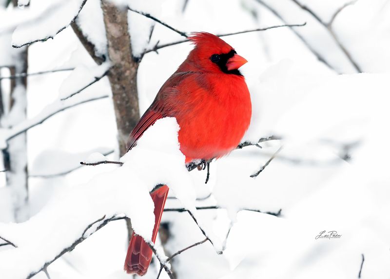 Cardinal in the Snow