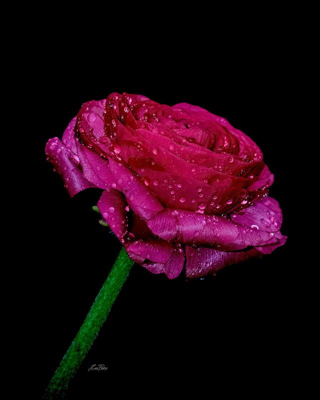 Is a Rose