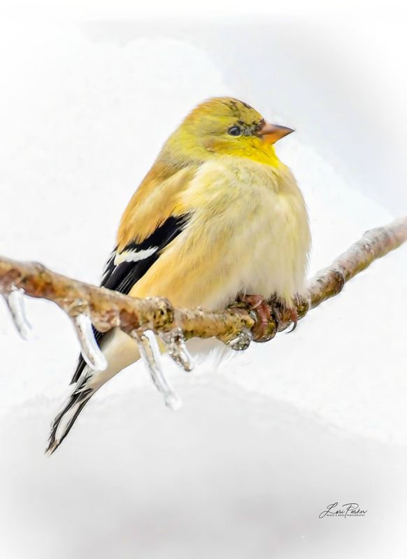 American Goldfinch