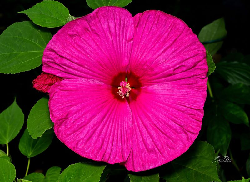 Pinky