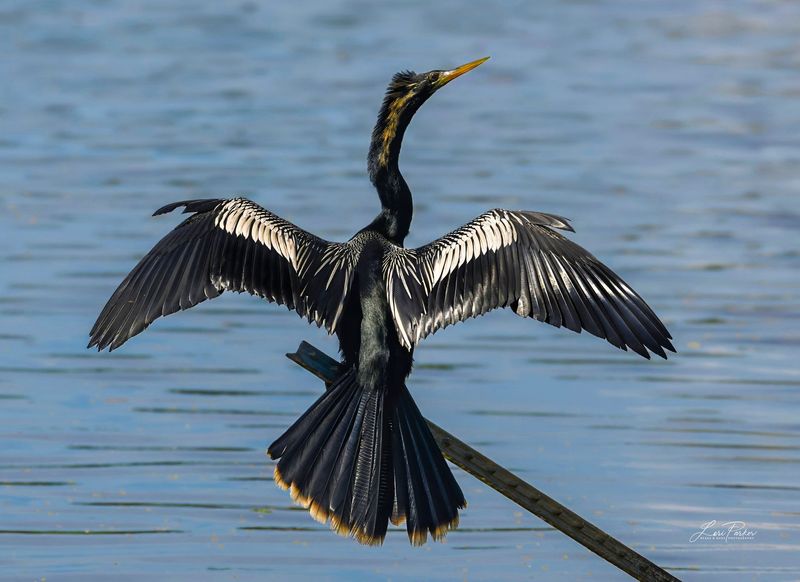 Anhinga