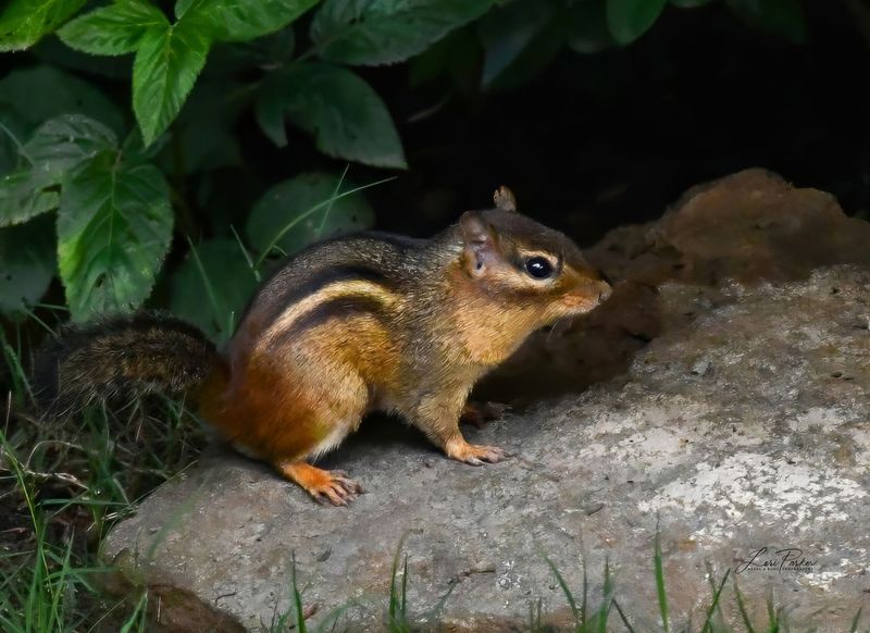 Chippy