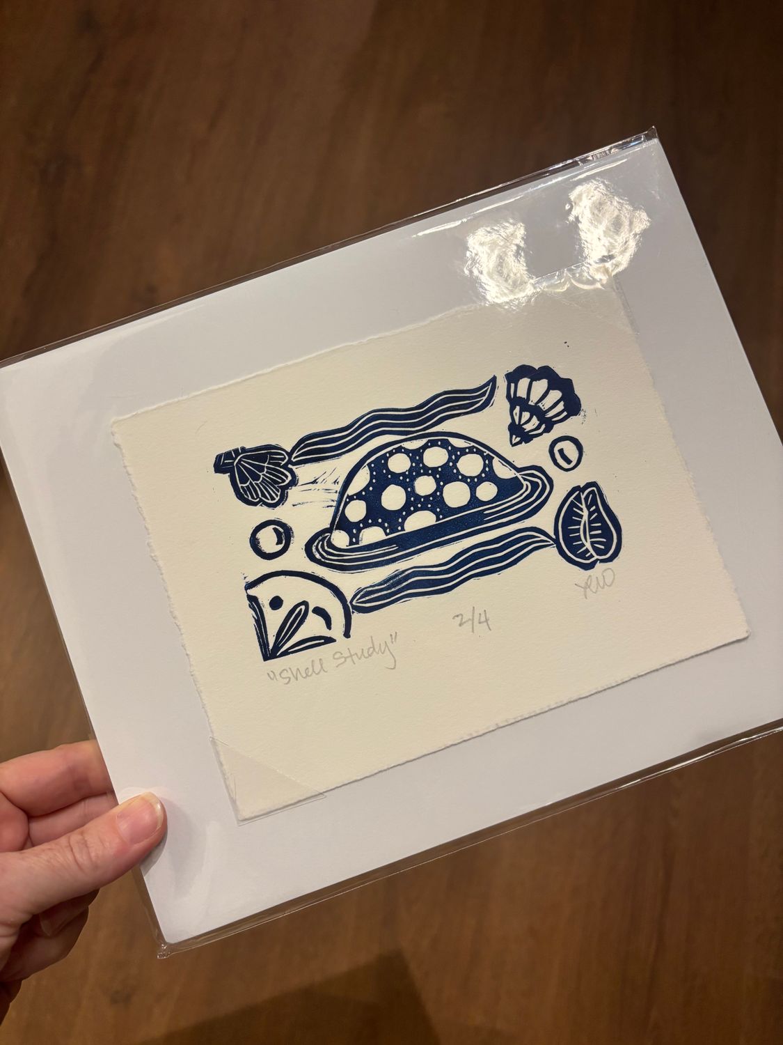 Shell Study Print