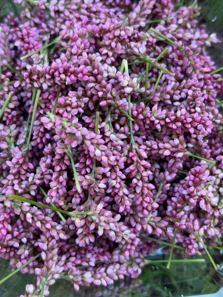 Wild Foraged Smartweed (Polygonum lapathifolium / Pale Persicaria) – 10 oz Whole Seed &amp; Flower Heads or 6 oz Fresh Milled Flour