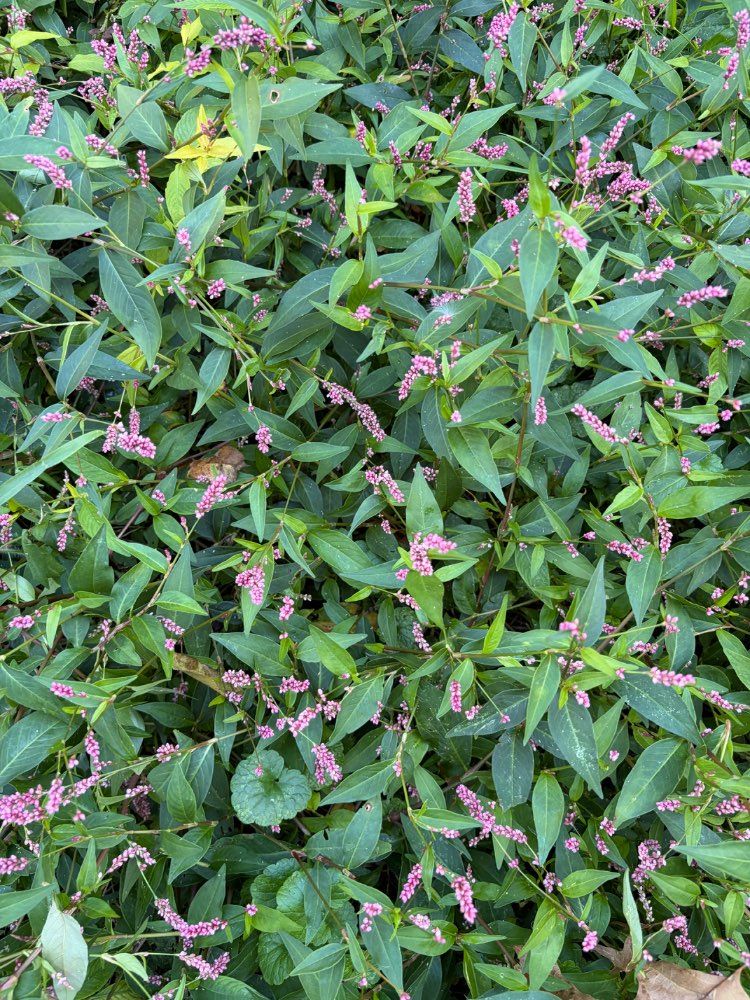 Wild Foraged Smartweed (Polygonum lapathifolium / Pale Persicaria) – 10 oz Whole Seed &amp; Flower Heads or 6 oz Fresh Milled Flour