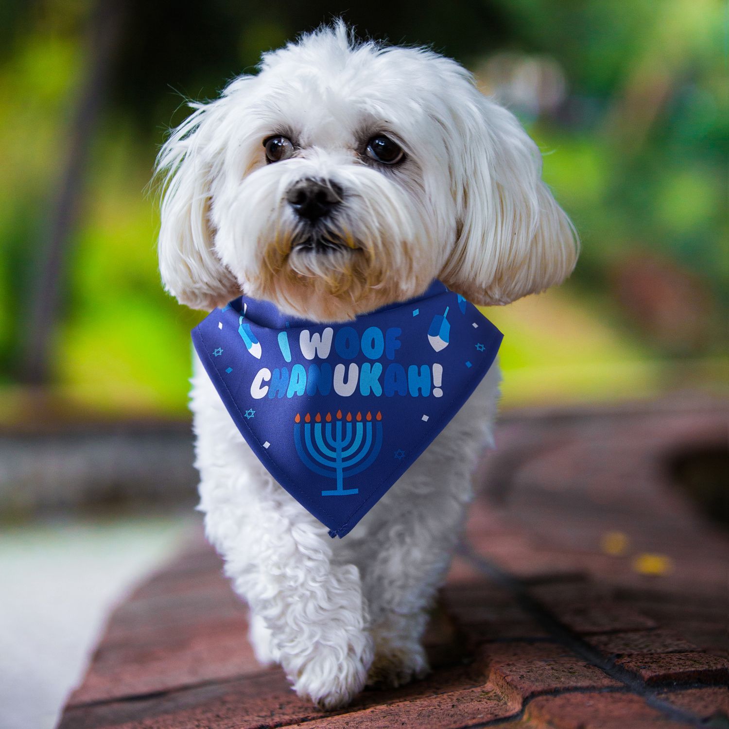 "CHEWDAICA"™ "I WOOF CHANUKAH" DOG BANDANA ,POLY,9"x12",CARD