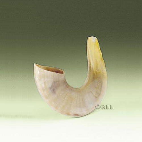 SHOFAR, SMALL, 11"
