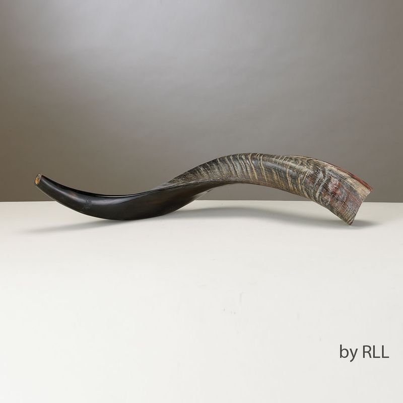 SHOFAR, YEMENITE, APPROX 60 CM - 24 INCH