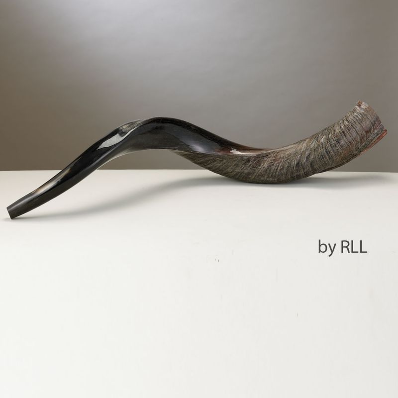 SHOFAR, YEMENITE, APPROX 75 CM - 30 INCH