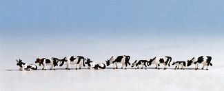 Black and White Cows (9)