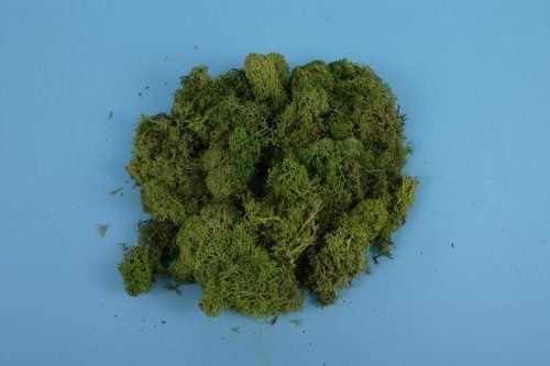 Lichen Light Green