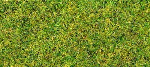 Spring Grass Flock
