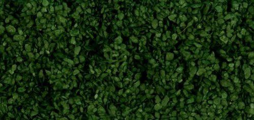 Leaves Dark Green