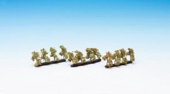 PLANTATION APPLE (12) PROFI TREES 3.5CM